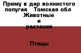 Приму в дар волнистого попугая - Томская обл. Животные и растения » Птицы   . Томская обл.